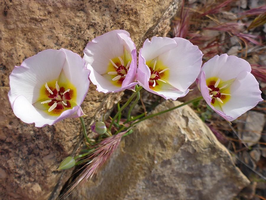 Four flowers