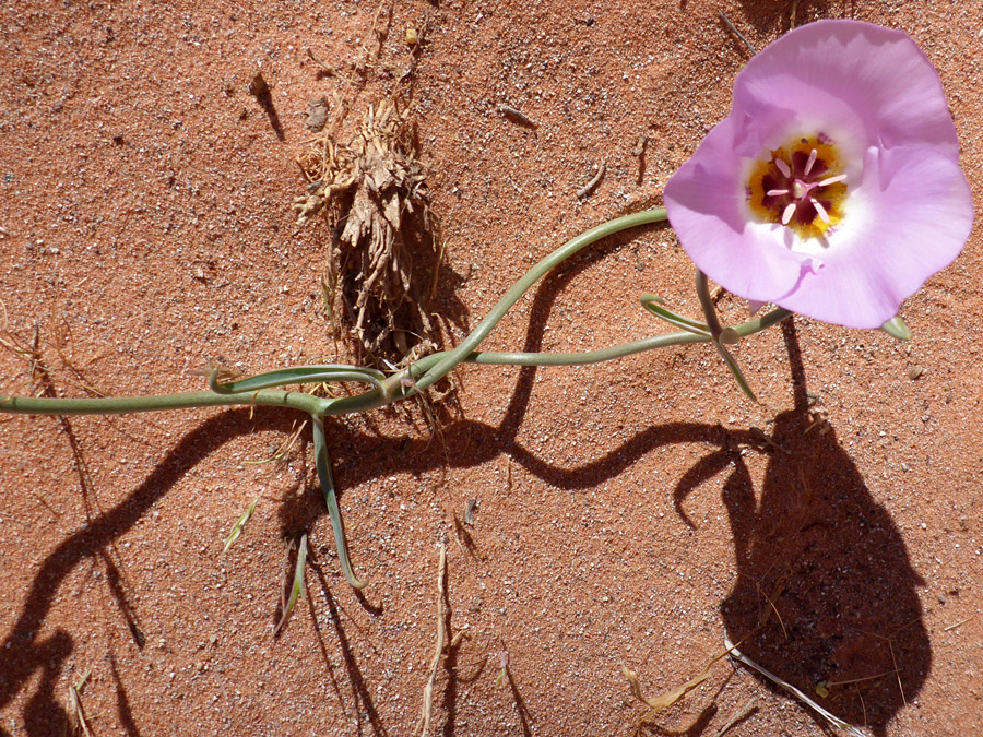 Flower and its shadow