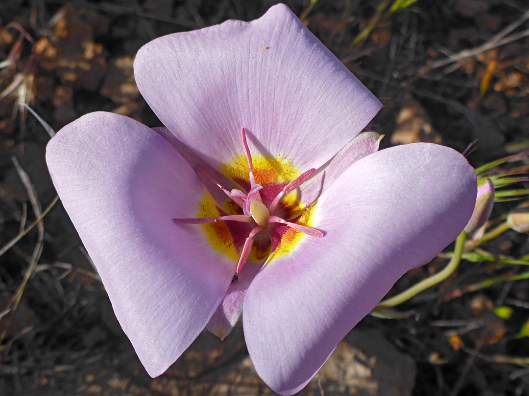 Curving petals