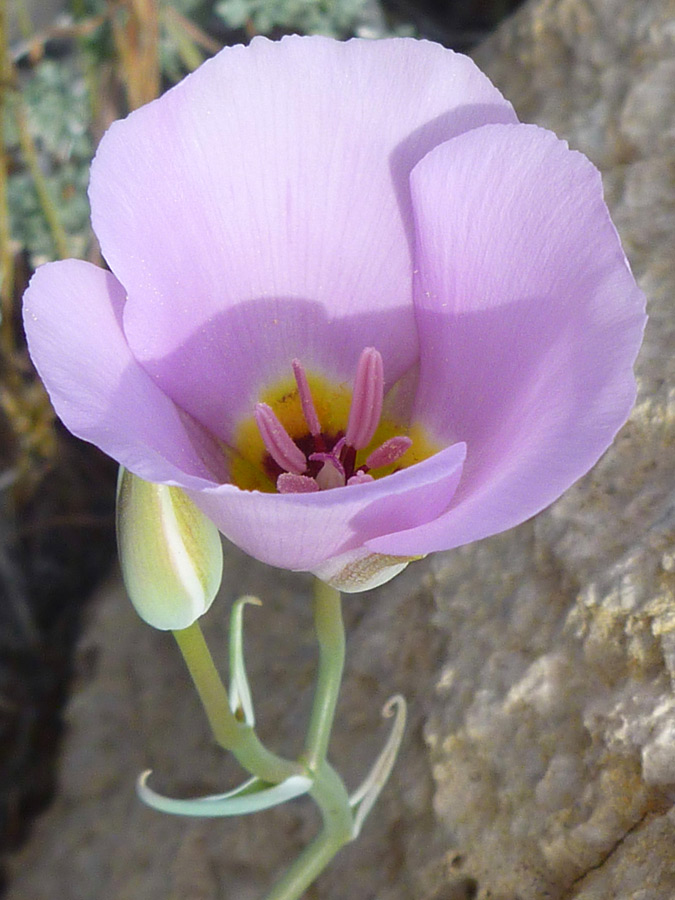 Bud and stem