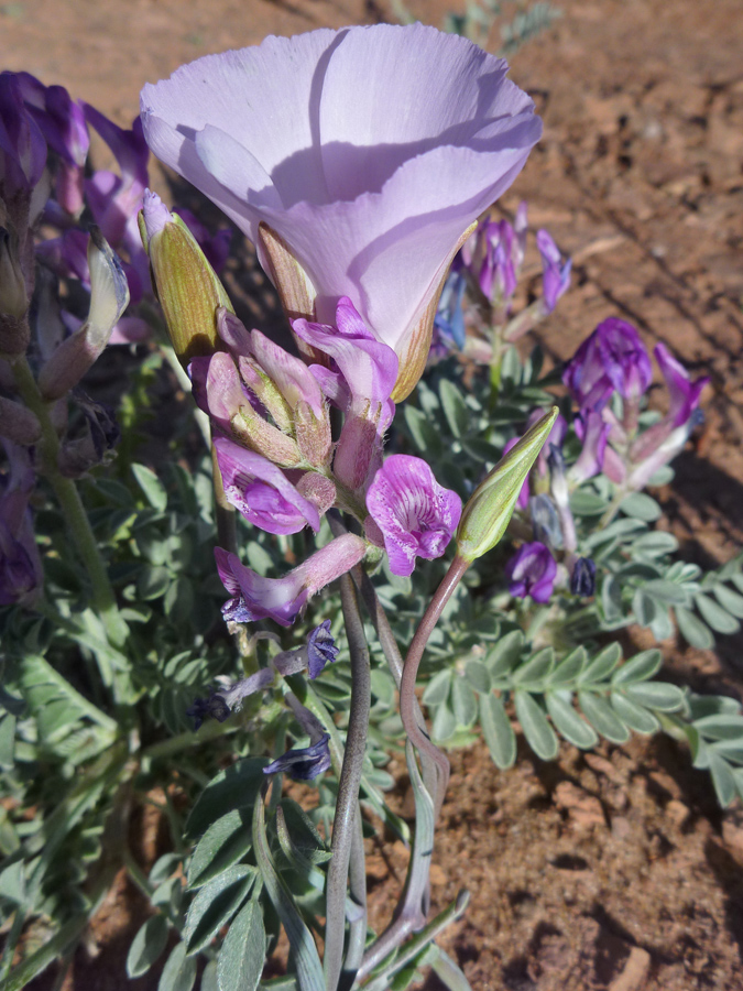 Flower and buds