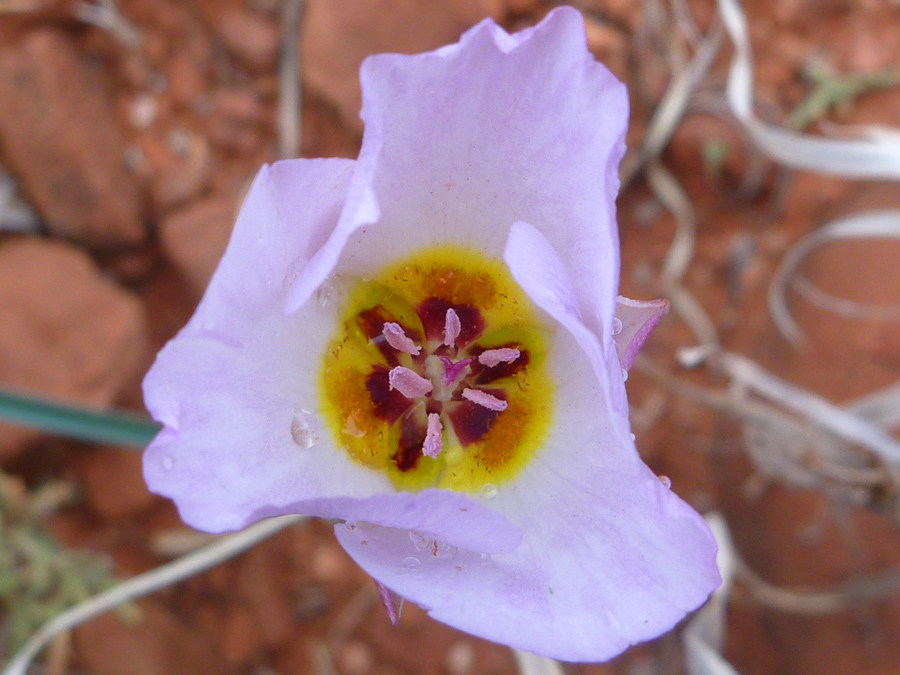 Partially open flower