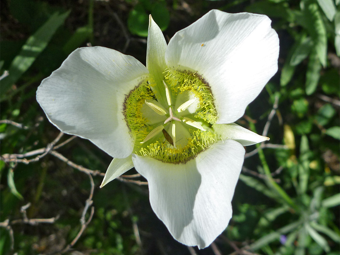 Pointed sepals