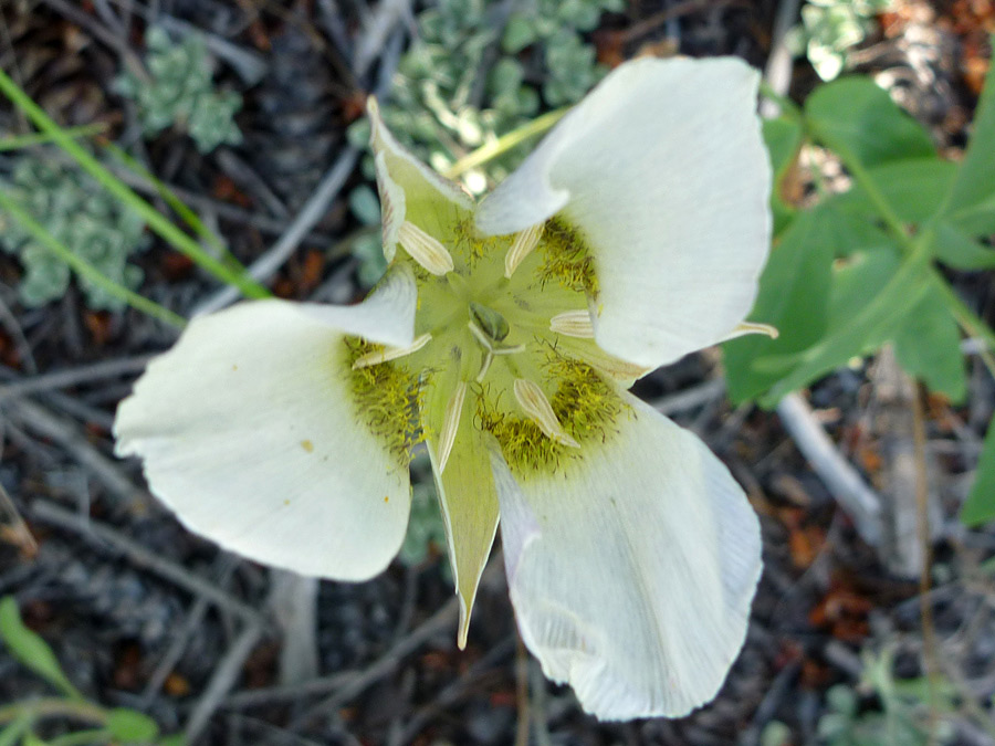 Opening flower