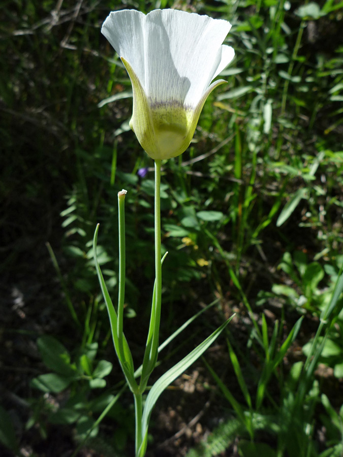 Side of a flower