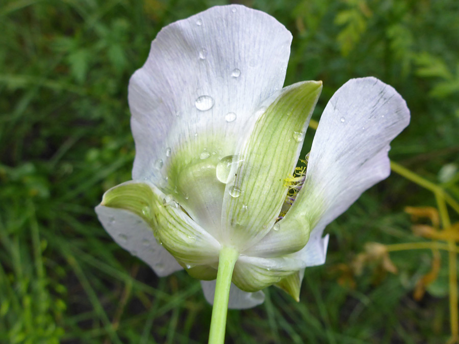 Light green sepals