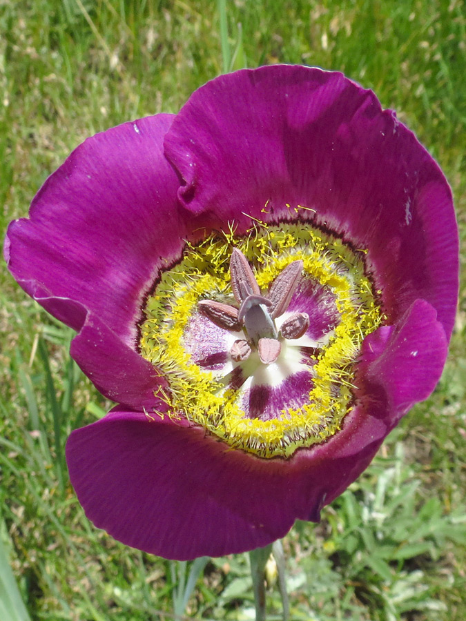 Magenta flower