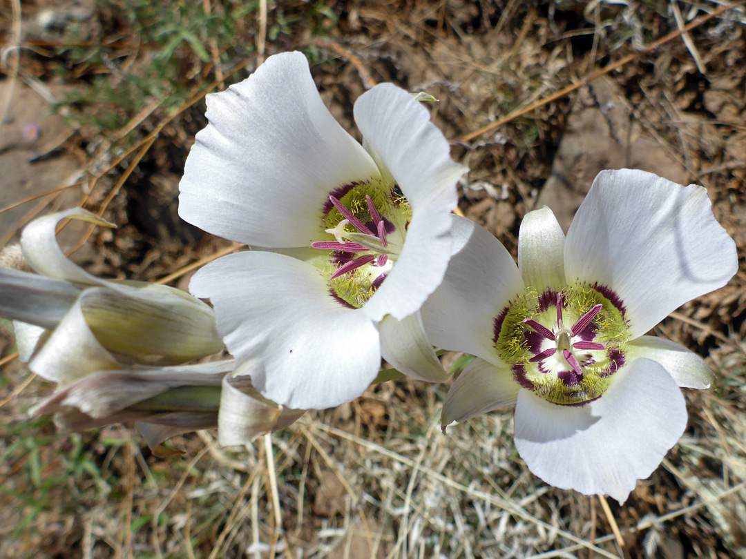 Two open flowers