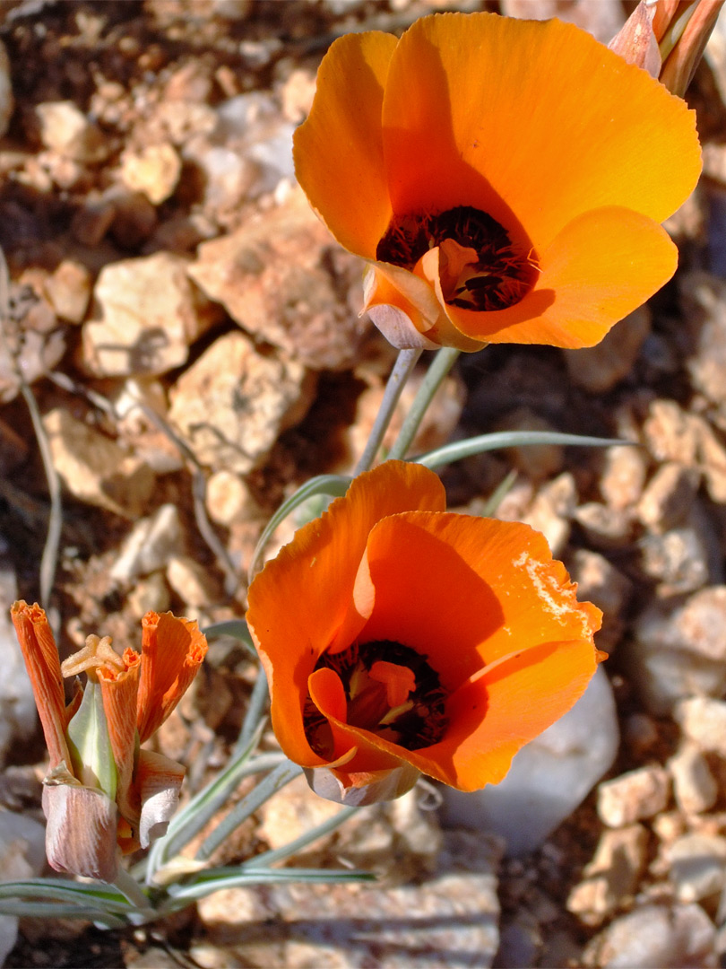 Calochortus kennedyi