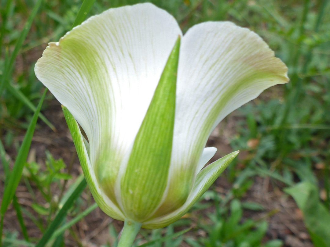 Green sepals