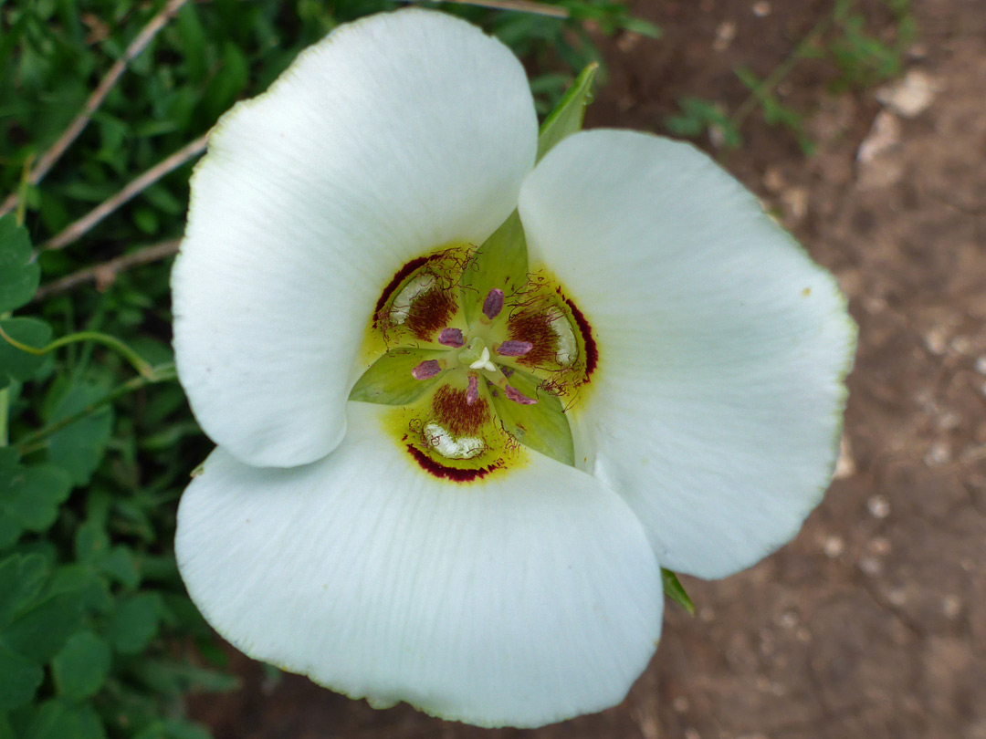 Greenish flower center