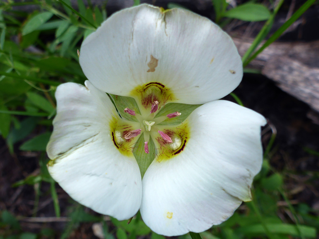 Pink anthers