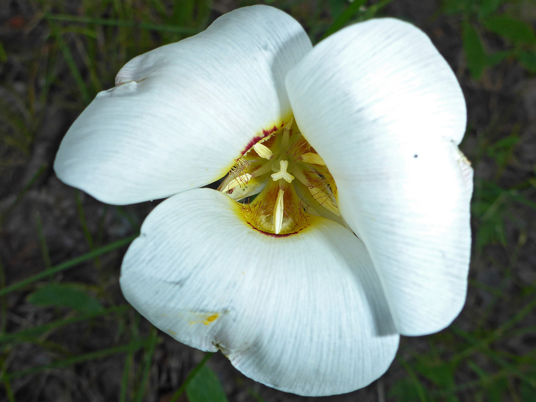 Yellow anthers