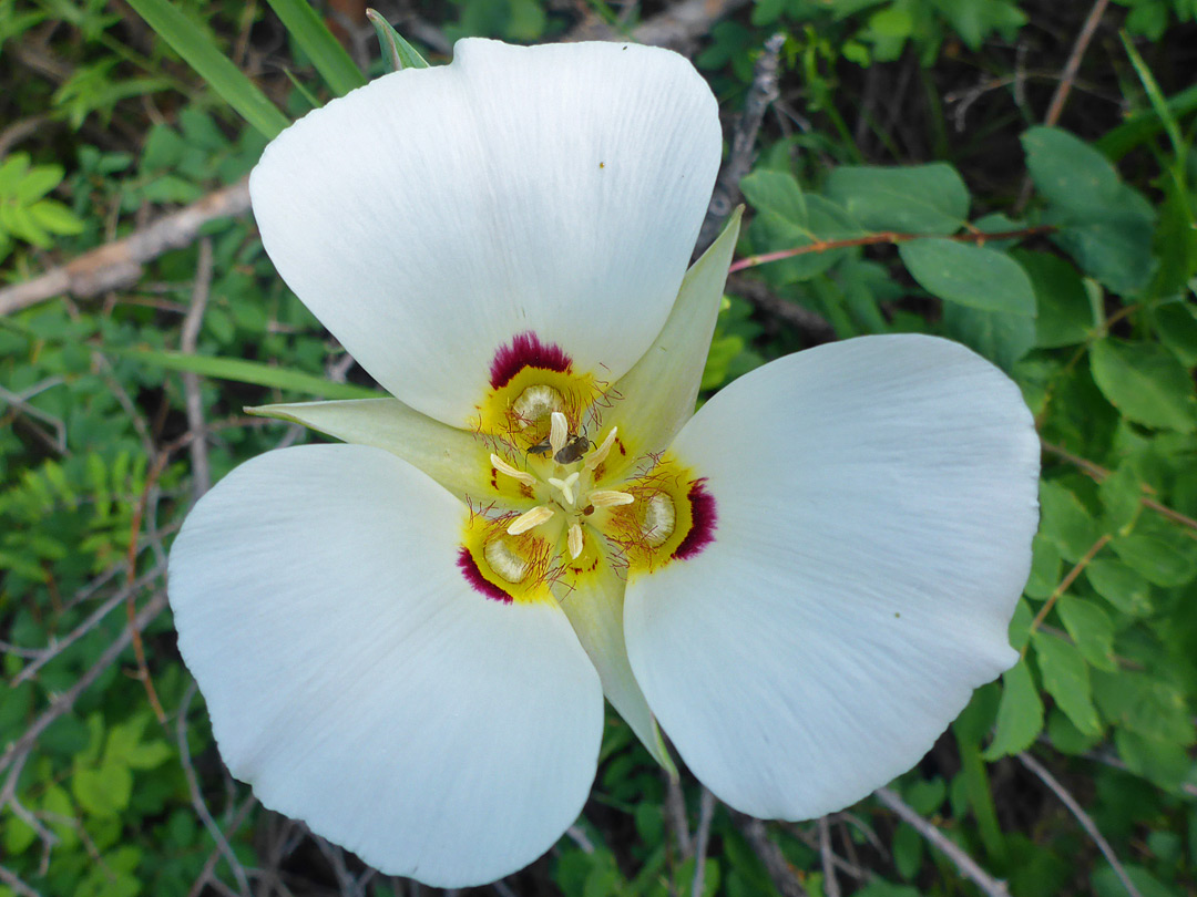 Fan-shaped petals