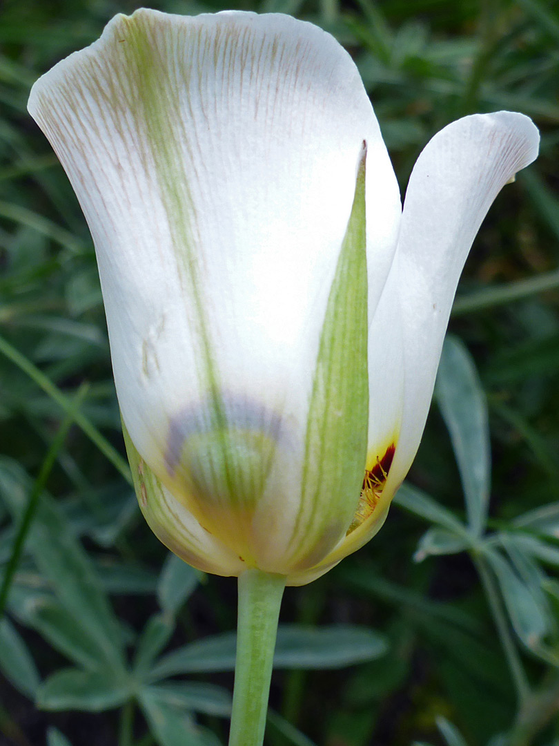 Cup-shaped flower