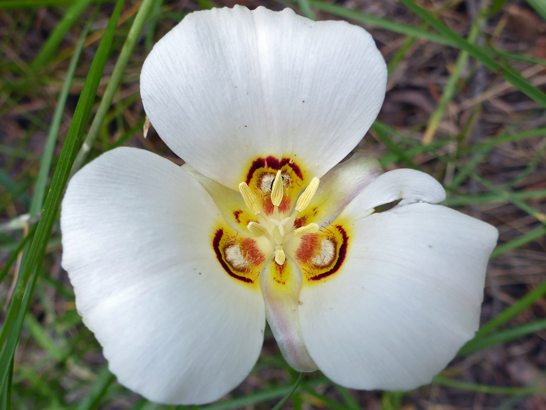 Fully-open flower