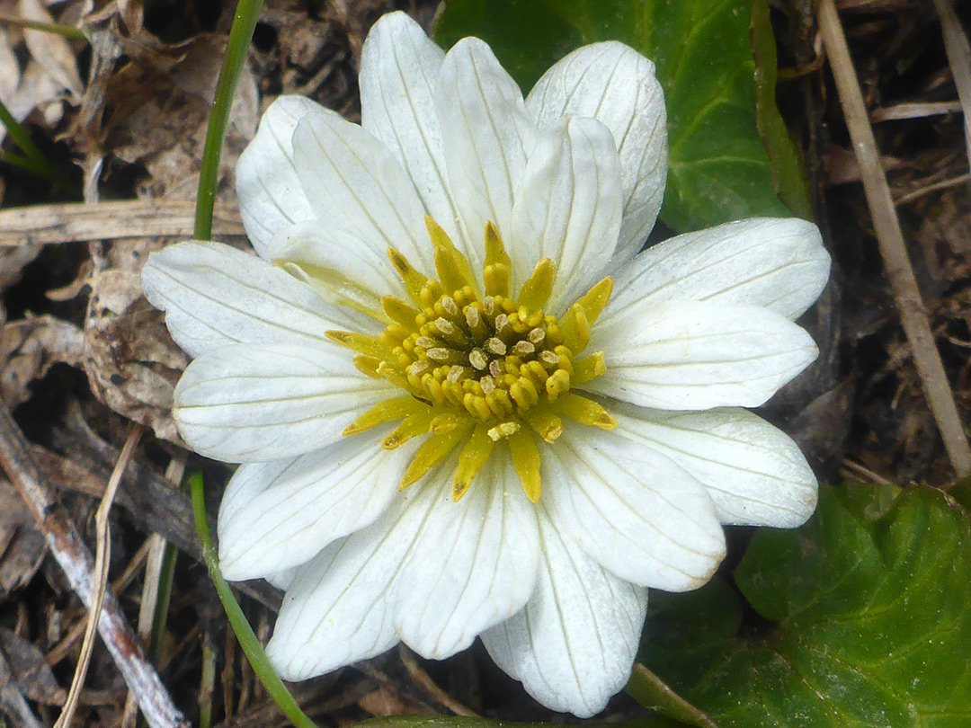 Many petals