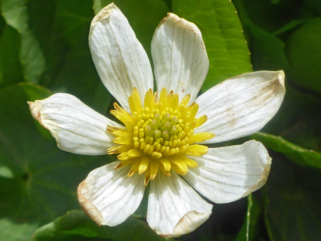 White and yellow flower