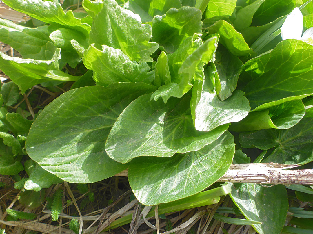 Clustered leaves