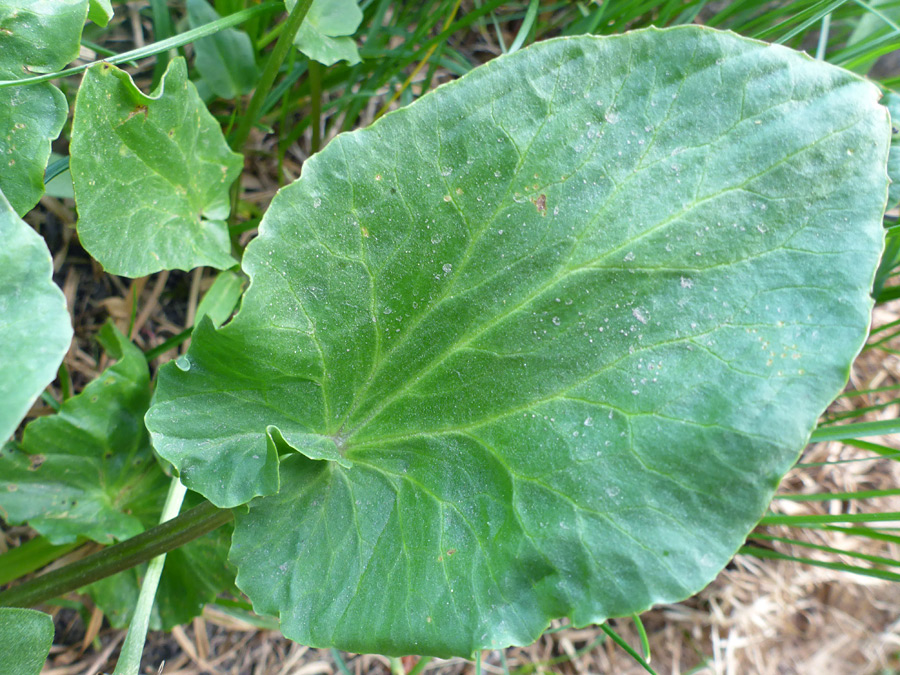 Ovate leaf