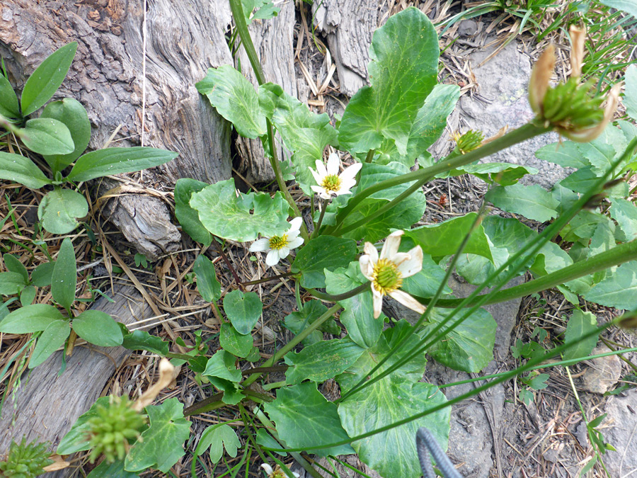 Leaves and stalks