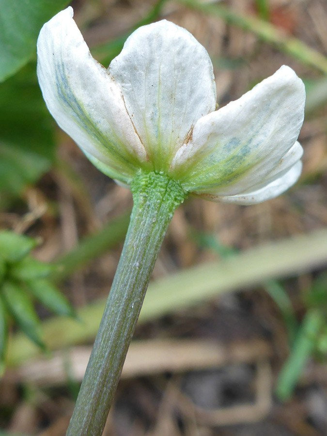 Top of a stalk