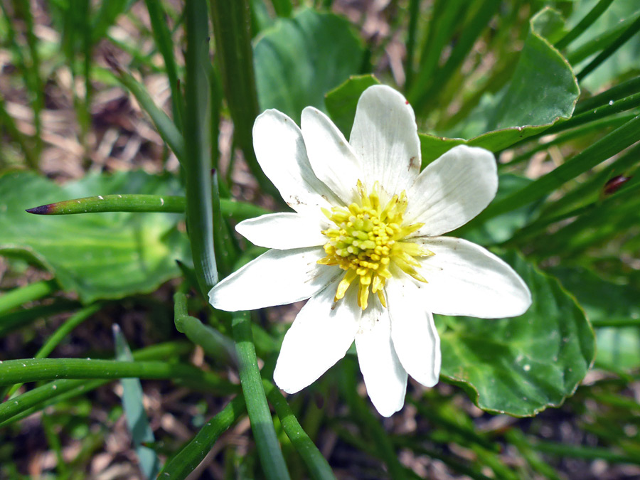 Yellow and white flower