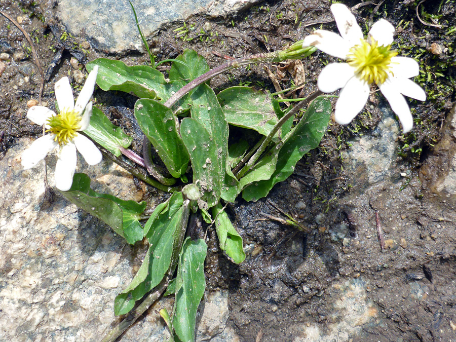 Two flowers