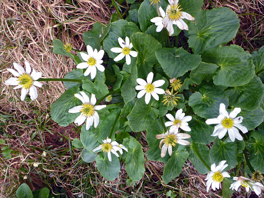 Flowers and leaves