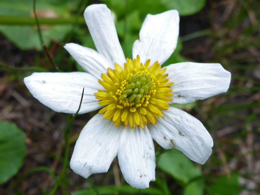 Sepals, stamens and pistils