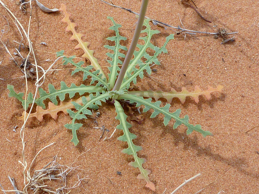 Divided leaves