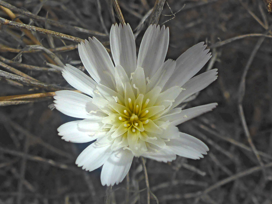 White flowerhead