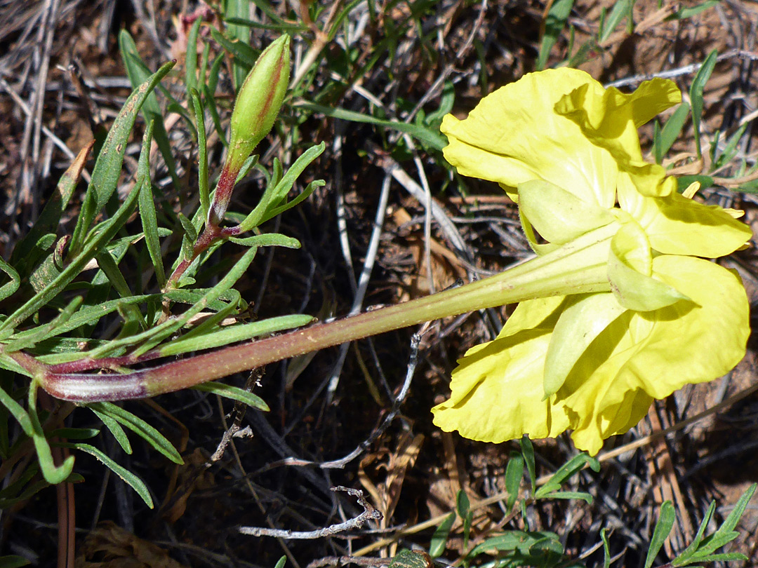 Ovary, hypanthium and petals