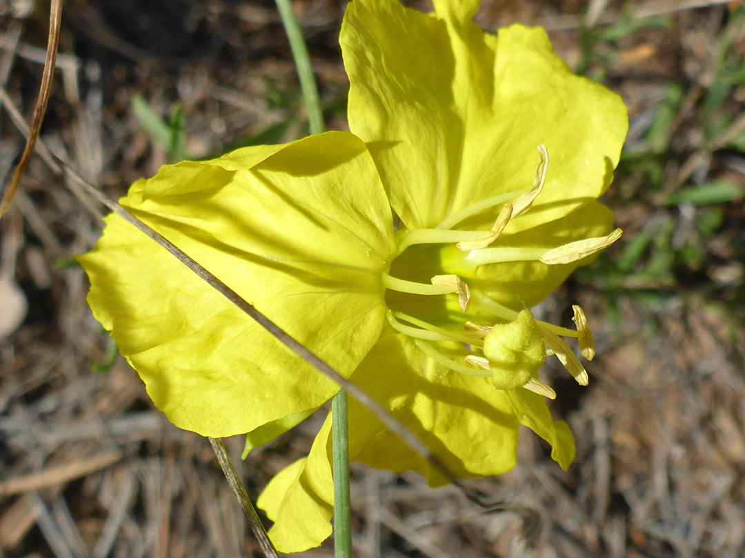 Petals and stamens