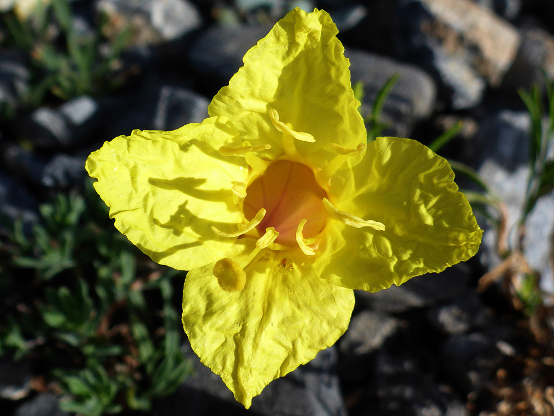 Crinkled petals