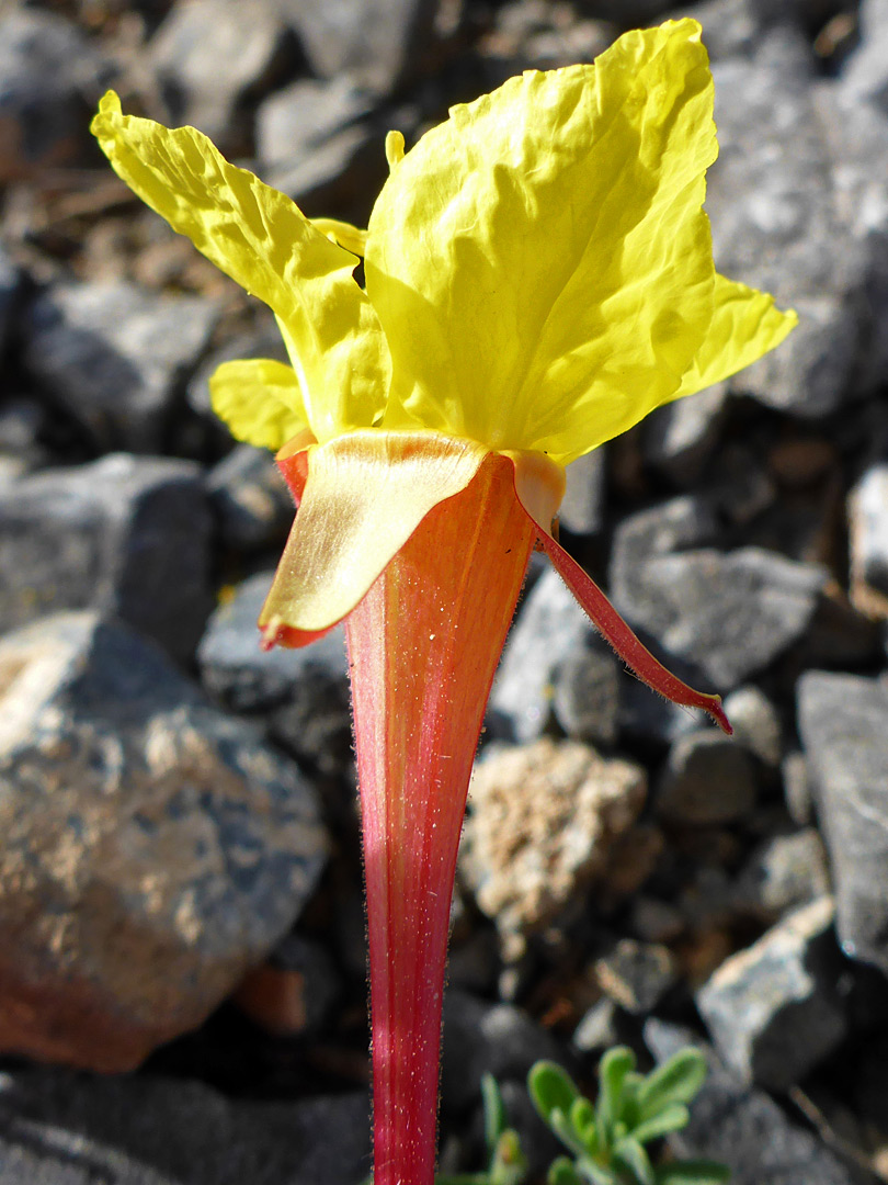 Reddish hypanthium