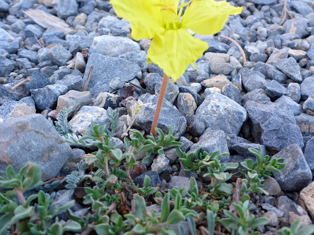 Prostrate stems