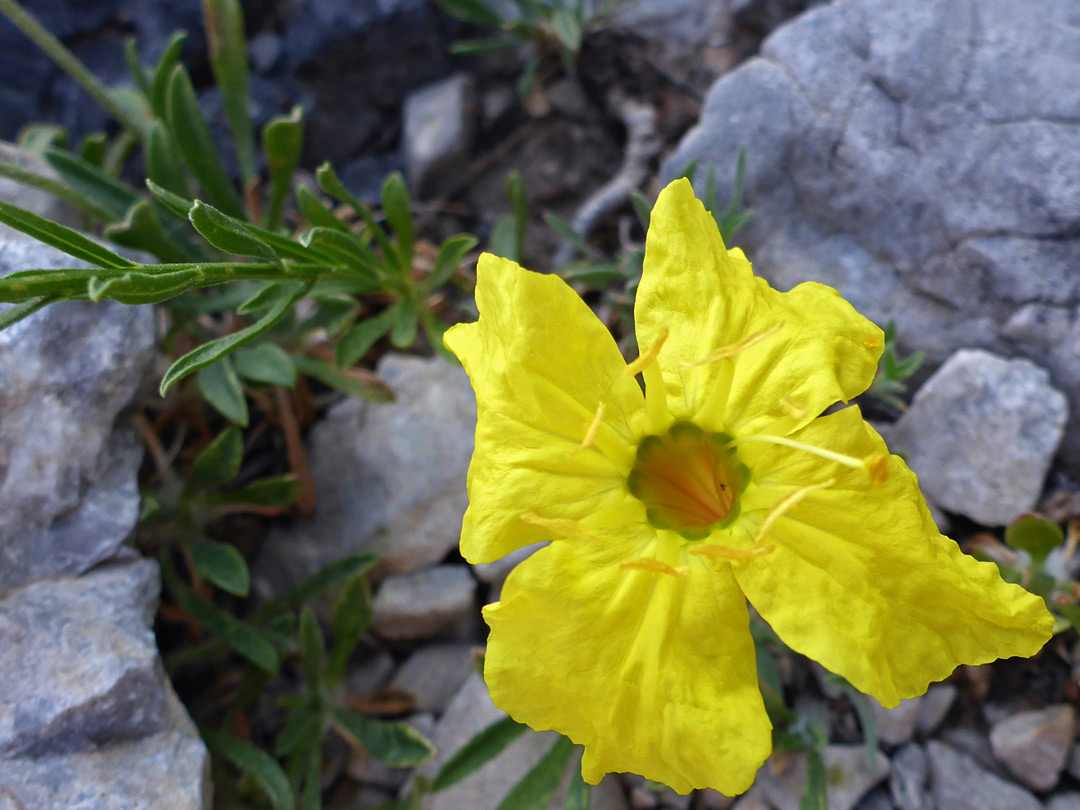 Greenish-centered flower