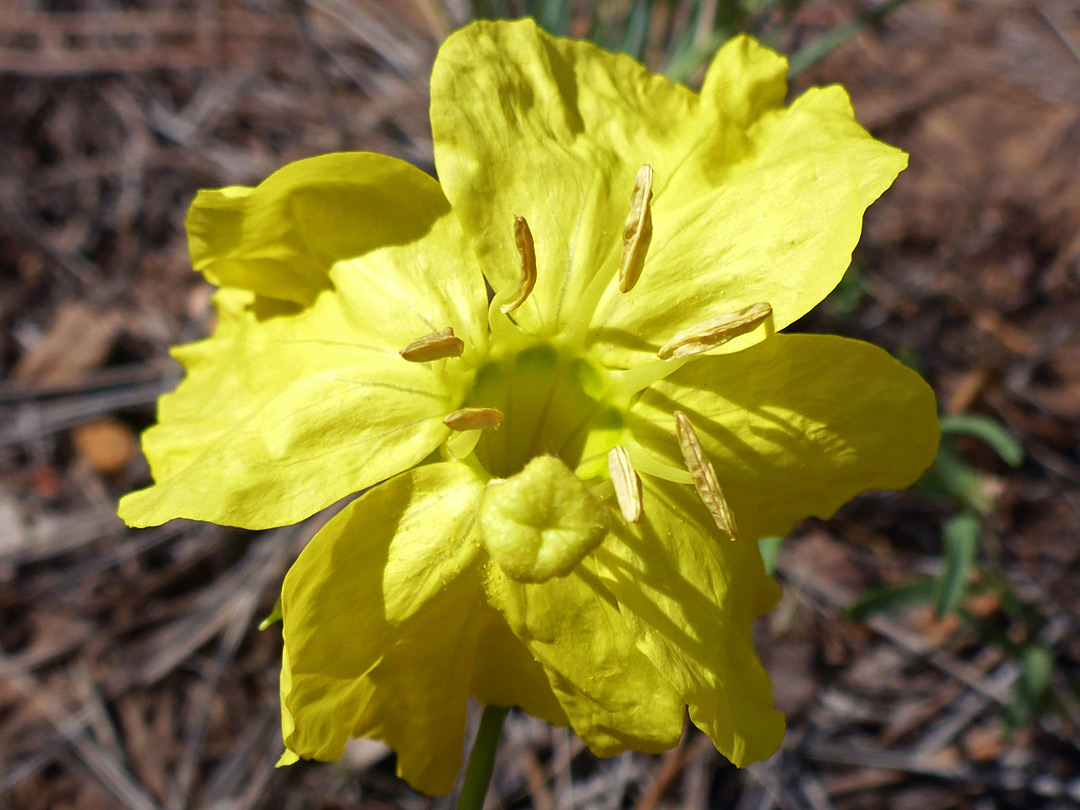 Brownish anthers