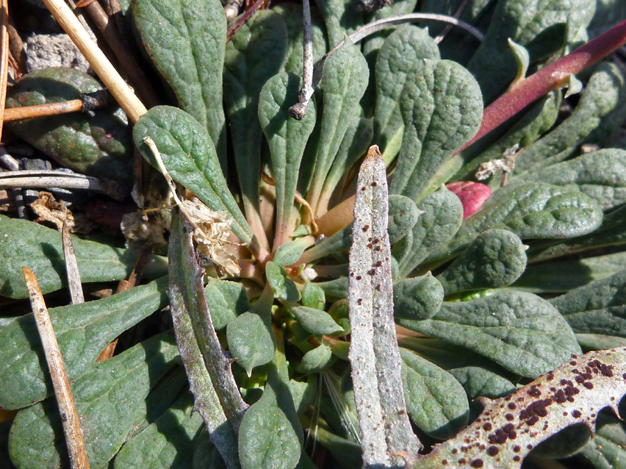 Basal leaves