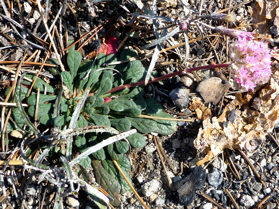 Flower and stalk