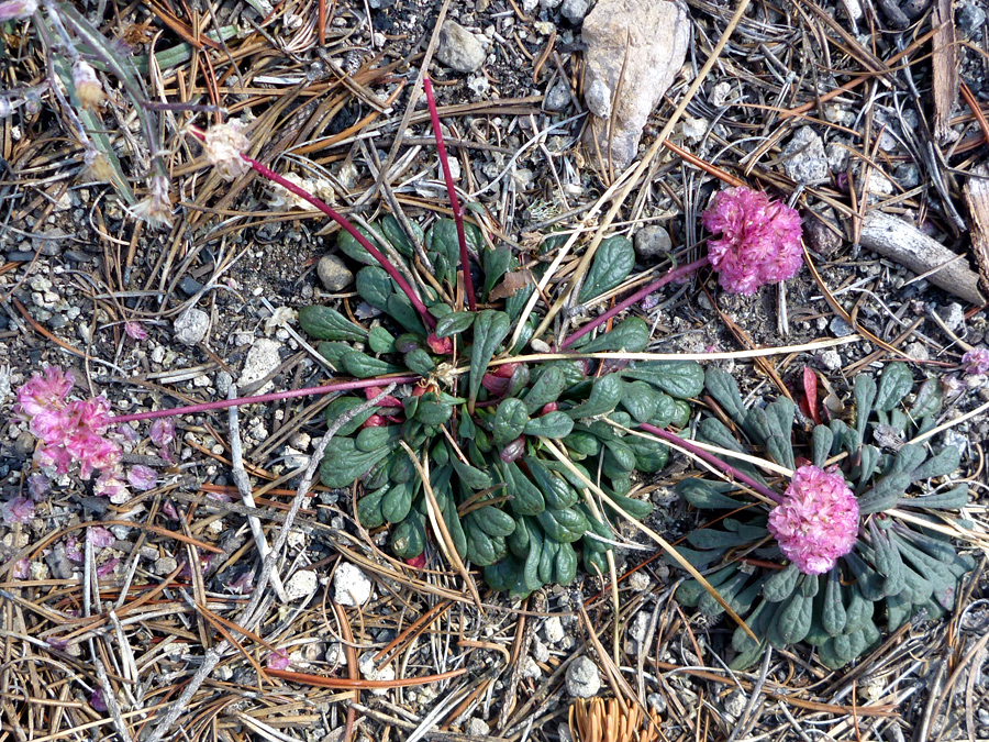 Five flower stalks