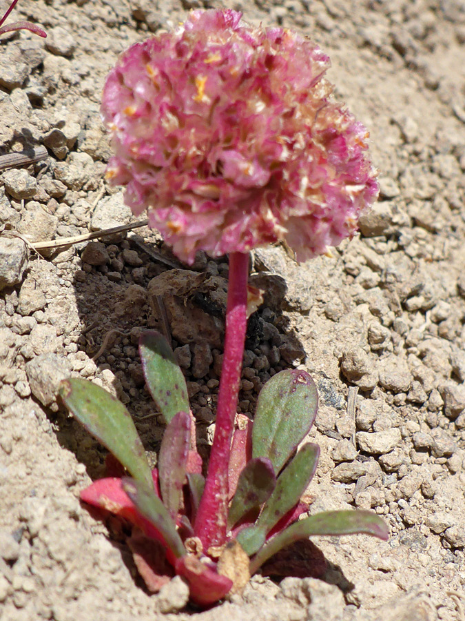 Basal leaves