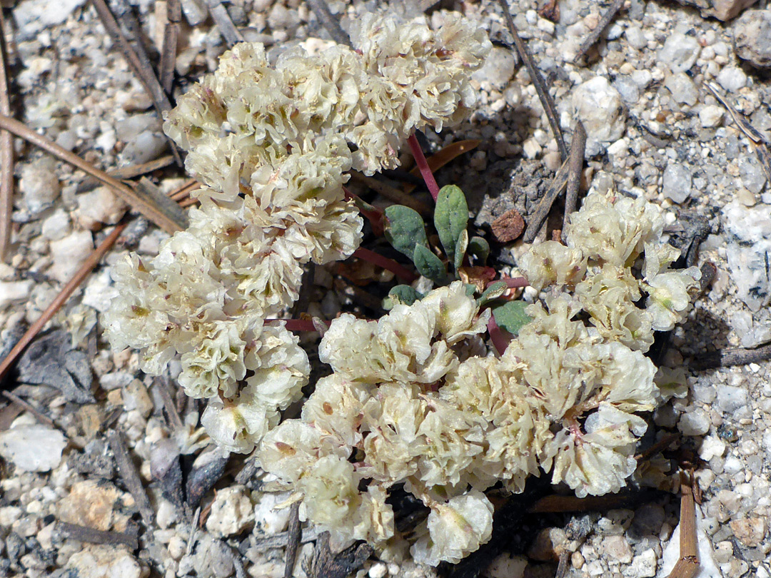 Clusters of white flowers