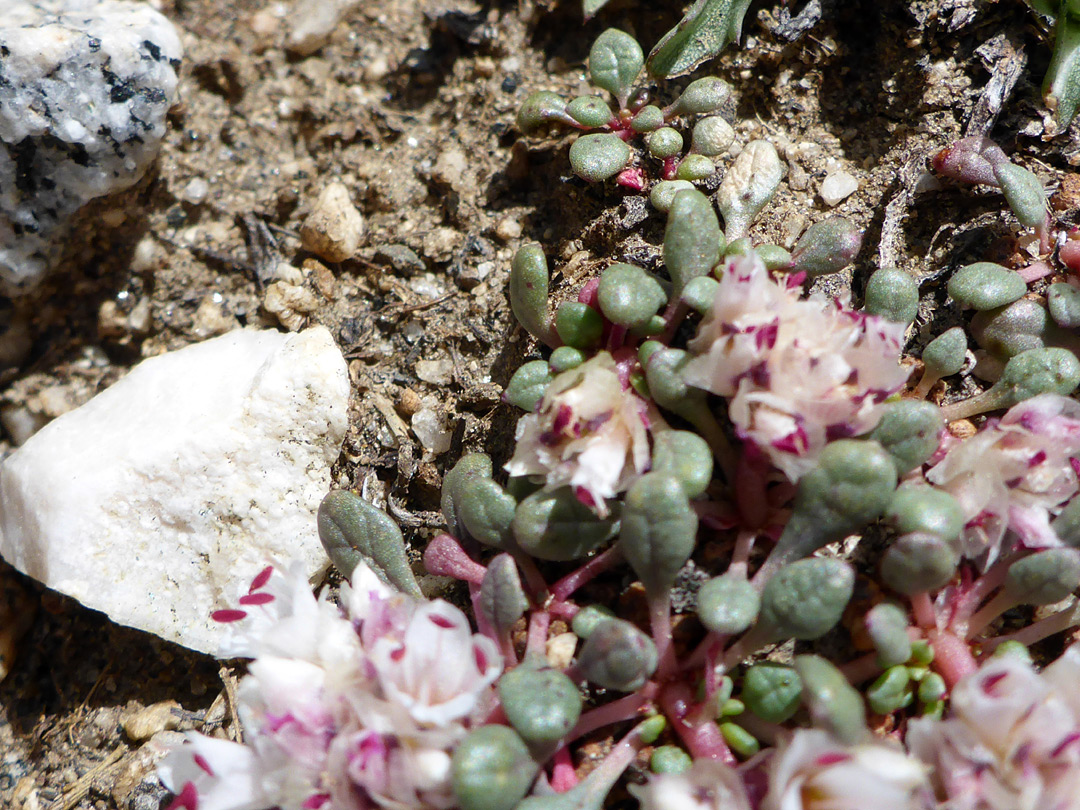 Thick basal leaves