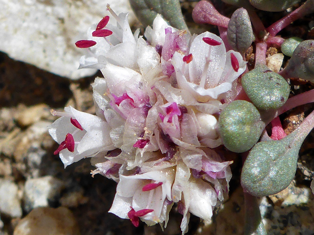 White petals and red anthers