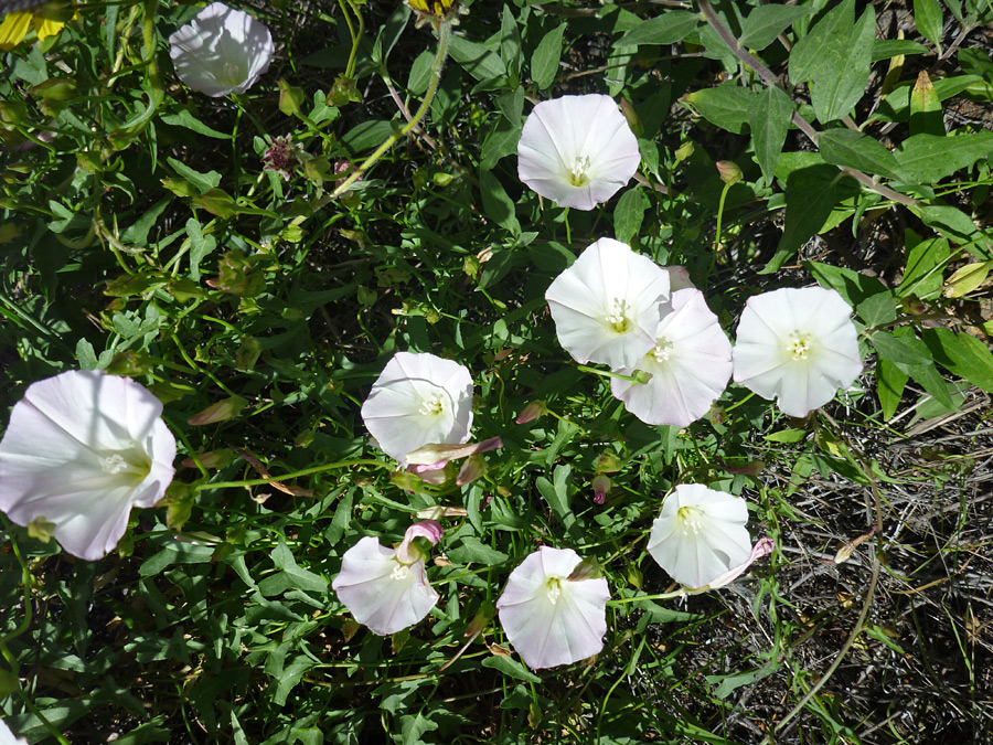 Flowers and leaves