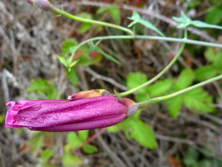 Closed flower