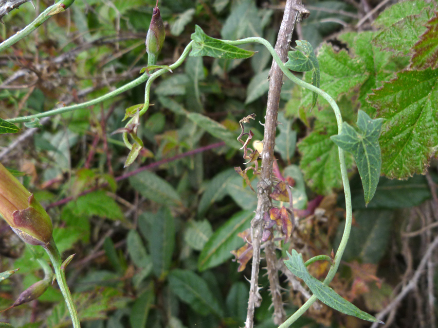 Creeping stem