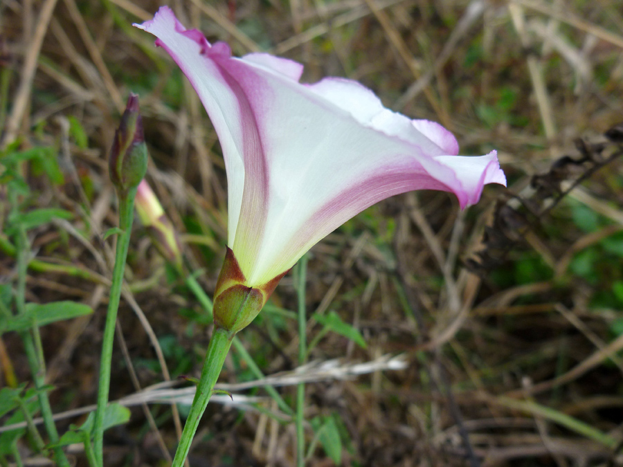 Side of a flower